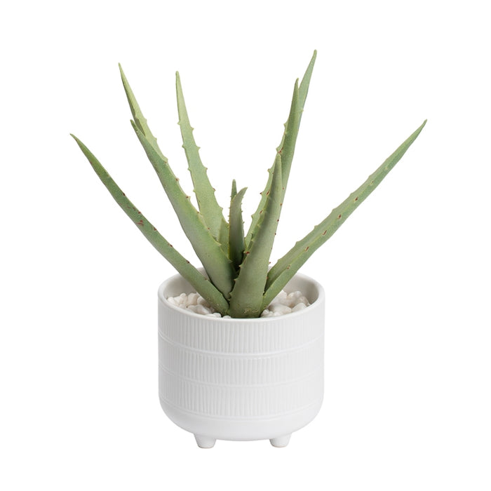 Aloe plant in ceramic pot