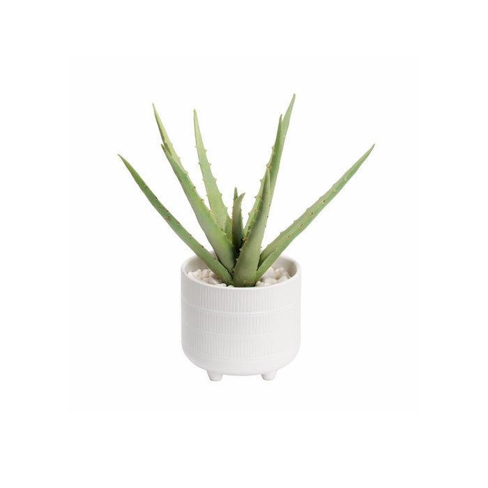 Aloe plant in ceramic pot