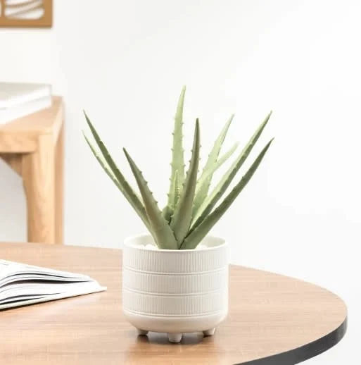 Aloe plant in ceramic pot